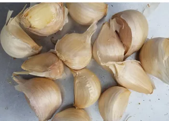 Select the largest garlic cloves to plant. J. Alosi