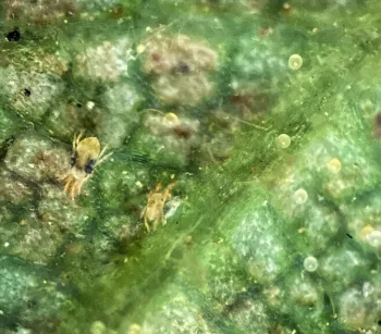 spider mites & eggs magnified