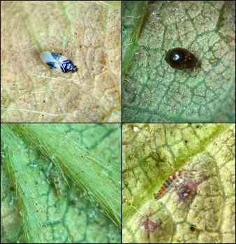 four frame of beneficials found in strawberries