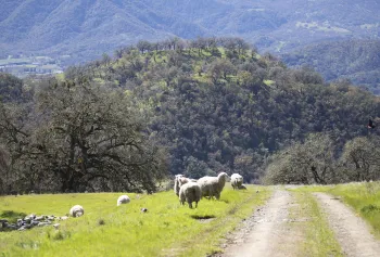 Sheep grazing in open land 