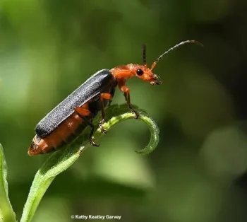 Soldier beetle on the lookout. (Photo by Kathy Keatley Garvey)
