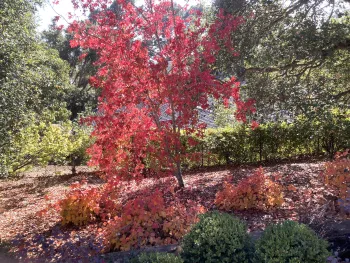 Liquidamber styraciflua tree
