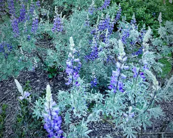 Lupinus albifrons (Silver Lupine)