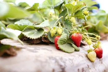 Close up of strawberry plant in a field
