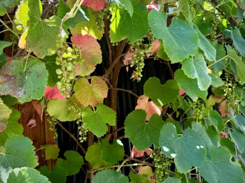 Vitis “Roger’s Red”
