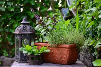 Potted herbs on a table in a garden.