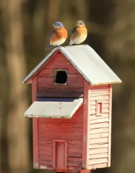 Two wild birds perched on a bird house.