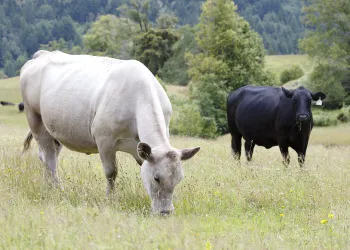 Two dairy cows grazing in open field