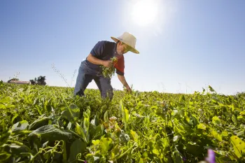 Grower picking specialty crop greens in field
