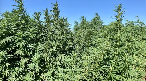 Hemp cannabis plants growing in a field