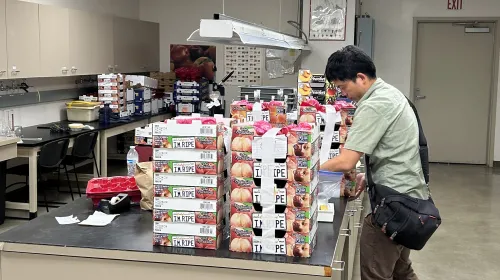 Man stacks boxes of plums on a table