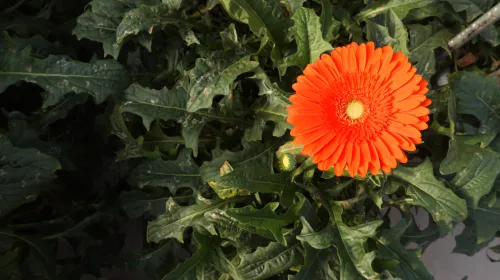 An orange flower grows in a greenhouse