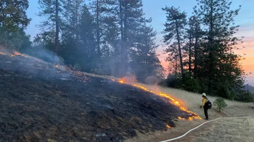 A prescribed fire lighter watches low flame move across a grassy slope with large trees in the background