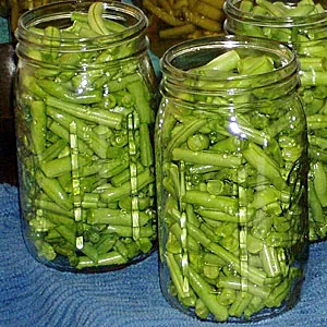 Jars filled with cut green beans- ready for the pressure canner. 