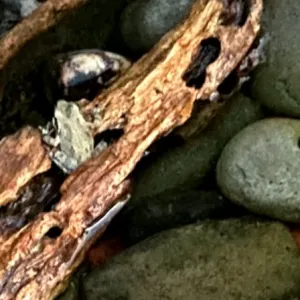 frog