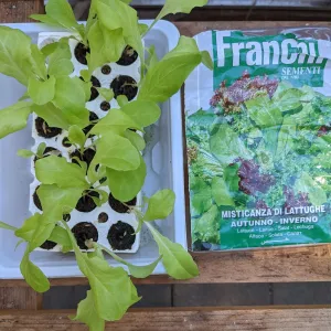 seedlings of lettuce and a seed packet