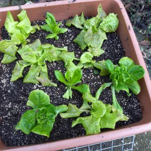 lettuce growing in a container