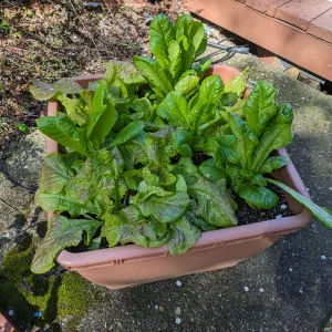 larger lettuce seedlings growing in a container