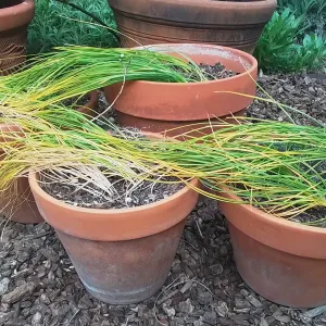 pots of crocus bulbs with floppy green leaves going dormant
