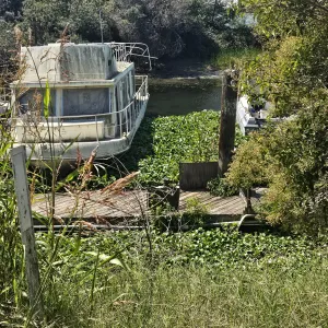 boat by dock that is surrounded by water hyacinth