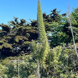 tall echium spike of flowers 