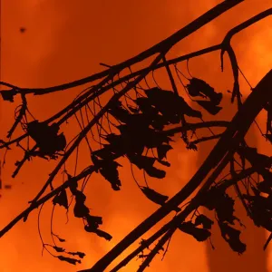 burning branches