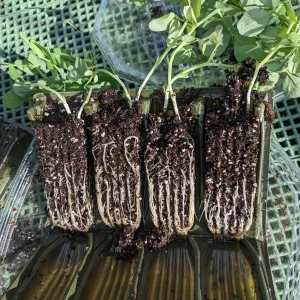 sweet pea seedlings in root trainers