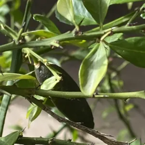 dark green finger lime on the tree
