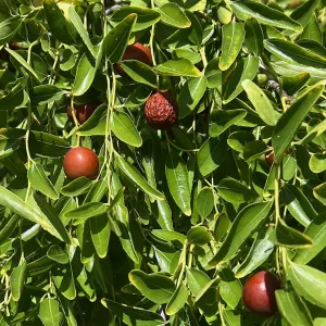 red jujube fruit stand out against the green foliage of the plant