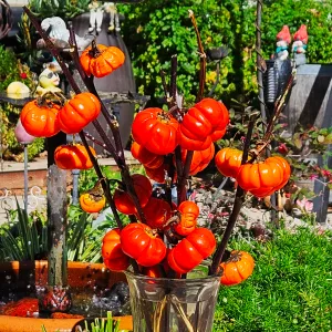 ornamental eggplant that resemble orange pumpkins on sticks