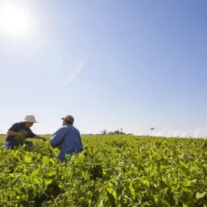 Two men in crop field