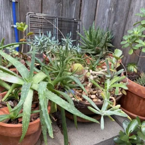 succulents in pots on a bench