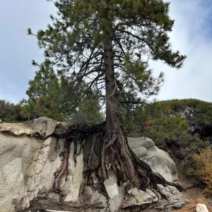 pine tree growing off the side of a hill as if it's falling