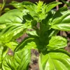 Herb-Basil-Italian-Large-Leaf-MG-Rosalie-Shepherd