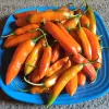 Pepper-Aji-Amarillo-MG-Jim-Maley