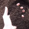 Soil Testing