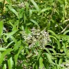 Herb-Lemon-Verbena-MG-Monique-Frappier