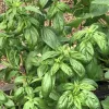 Lush green basil leaves