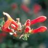 Closed tubular red flowers