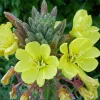 Light yellow flowers circling stalk with unopened buds above them