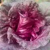 Swirl of magenta red leaves around a tight conical center