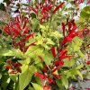 Yellow-green leaves with long sprays of bright red tubular flowers