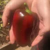 Hands holding a red pepper with broad shoulders and blunt tip